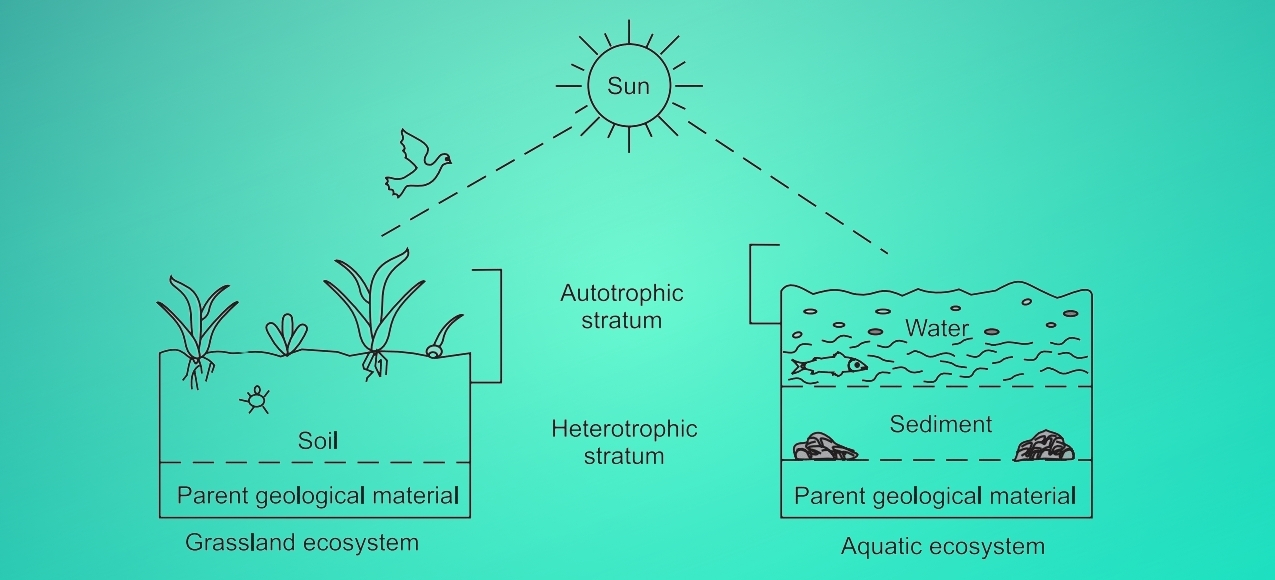 Diagram comparing grassland and aquatic ecosystems. Both show divisions into autotrophic and heterotrophic strata beneath the sun's light, illustrating energy flow.