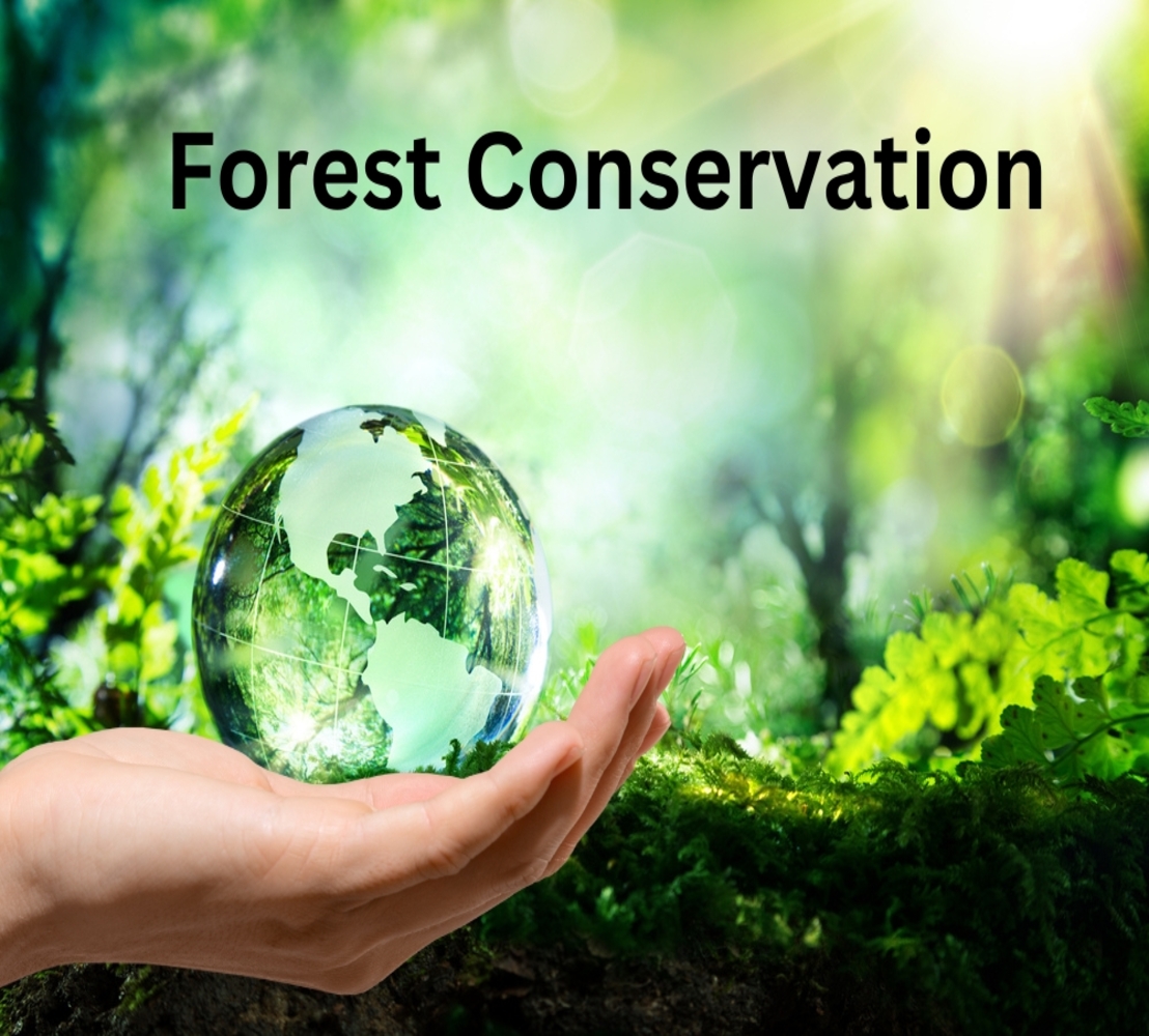 A hand holds a glass globe reflecting a lush green forest, symbolizing nature's protection. Text above reads "Forest Conservation" under sunny light.