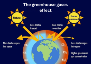 Diagram explaining greenhouse gases natural vs human impact